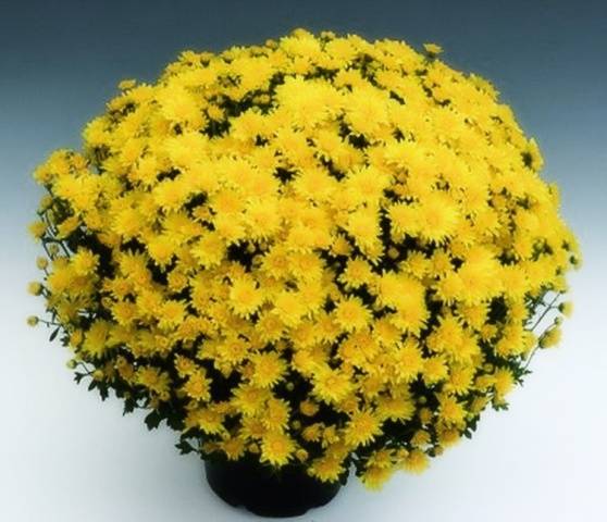 Chrysanthemum Multiflora spherical: varieties, photos, cultivation