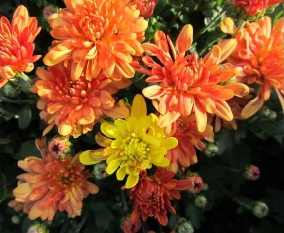 Chrysanthemum Multiflora spherical: varieties, photos, cultivation