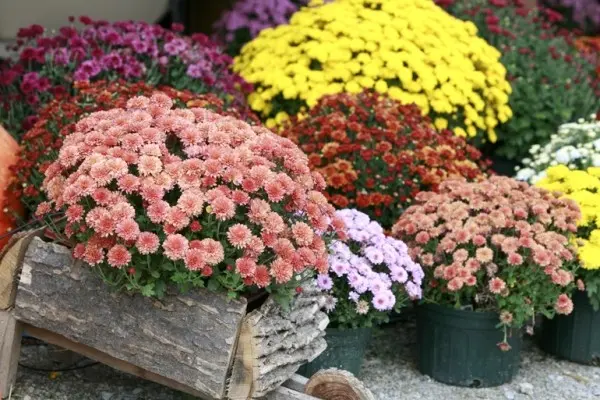 Chrysanthemum Multiflora spherical: varieties, photos, cultivation