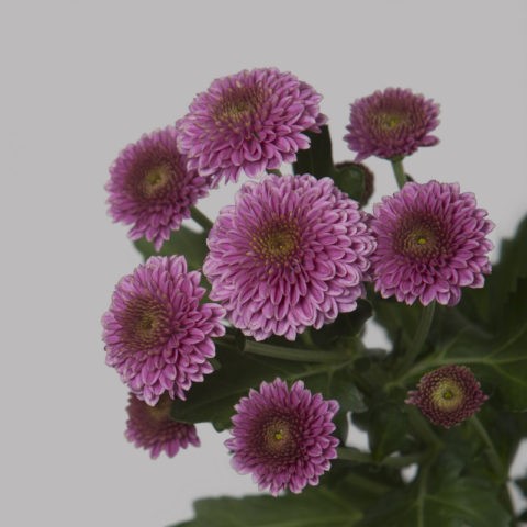 Chrysanthemum Santini: photo, varieties, planting and care