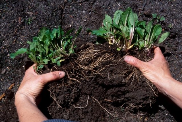 Chrysanthemum Santini: photo, varieties, planting and care