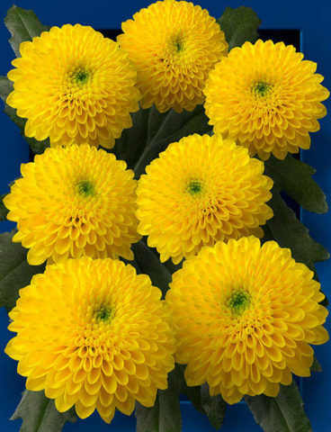 Chrysanthemum Santini: photo, varieties, planting and care