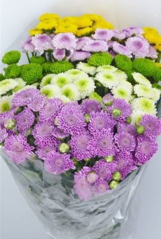 Chrysanthemum Santini: photo, varieties, planting and care