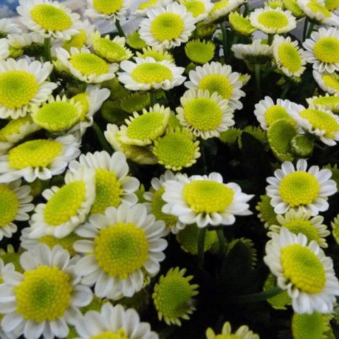 Chrysanthemum Santini: photo, varieties, planting and care