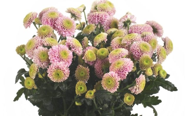 Chrysanthemum Santini: photo, varieties, planting and care