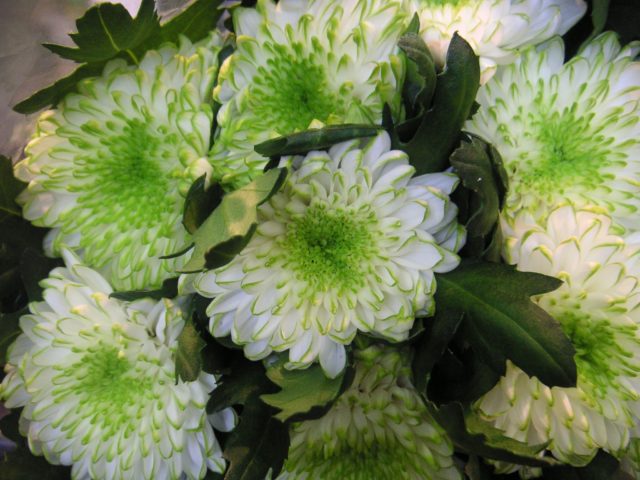 Chrysanthemum Zembla: photo, planting and care at home