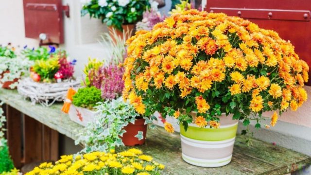 Chrysanthemum Zembla: photo, planting and care at home