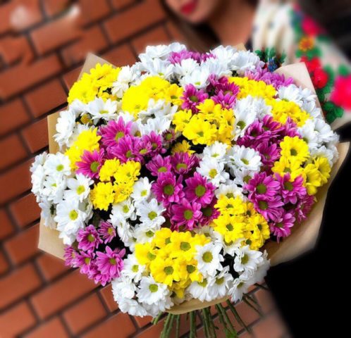 Chrysanthemums gave roots in a vase: how to plant cuttings