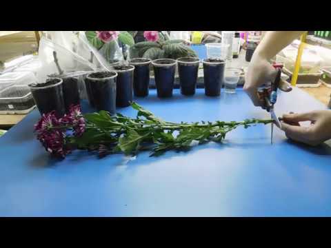 Chrysanthemums gave roots in a vase: how to plant cuttings