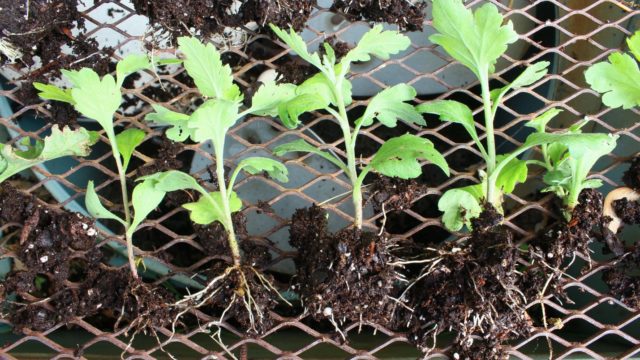 Chrysanthemums gave roots in a vase: how to plant cuttings