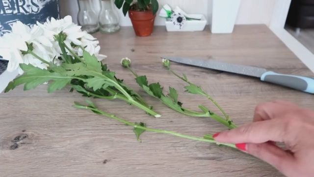 Chrysanthemums gave roots in a vase: how to plant cuttings