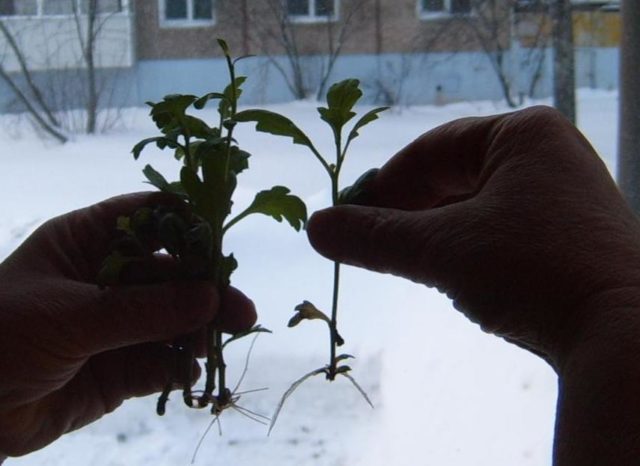 Chrysanthemums gave roots in a vase: how to plant cuttings