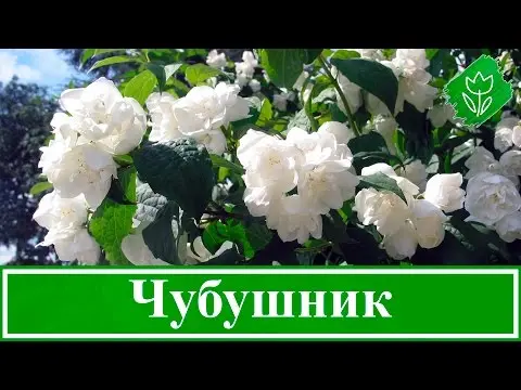 Chubushnik (jasmine) Komsomolets (Komsomoletz): photo and variety description, reviews