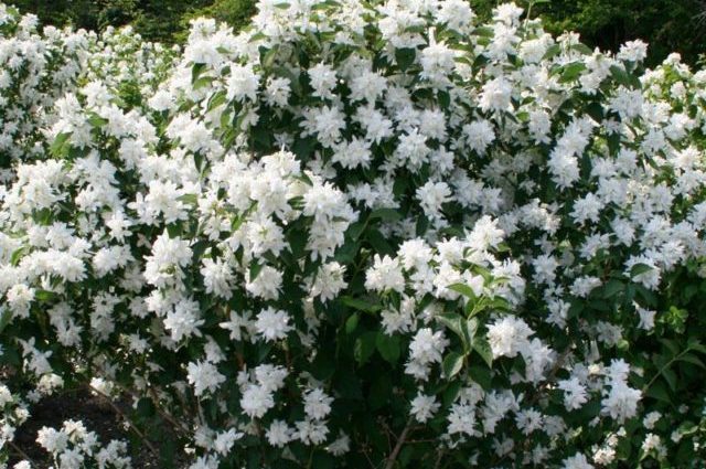 Chubushnik (jasmine) Komsomolets (Komsomoletz): photo and variety description, reviews