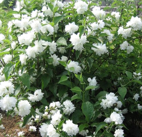 Chubushnik (jasmine) Zhemchug: description, photo, reviews