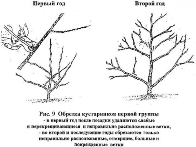 Chubushnik (jasmine) Zhemchug: description, photo, reviews