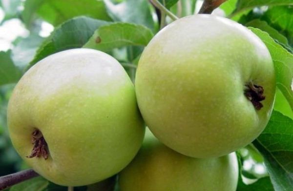 Chudnoe apple tree: variety description, benefits and tree care