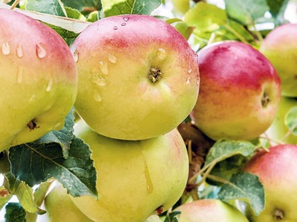 Chudnoe apple tree: variety description, benefits and tree care