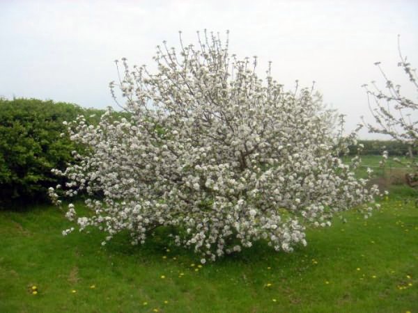 Chudnoe apple tree: variety description, benefits and tree care