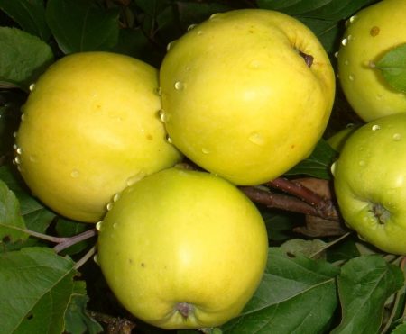 Chudnoe apple tree: variety description, benefits and tree care