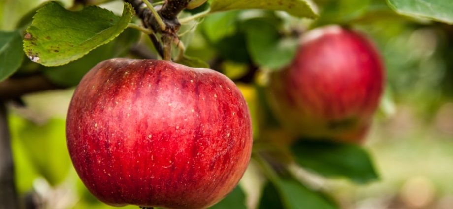 Chudnoe apple tree: variety description, benefits and tree care