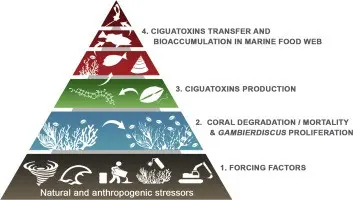 Ciguatera &#8211; poisoning with marine toxins. How is it manifested?