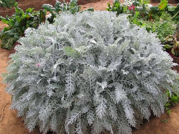 Cineraria: growing from seeds, when to plant + photo