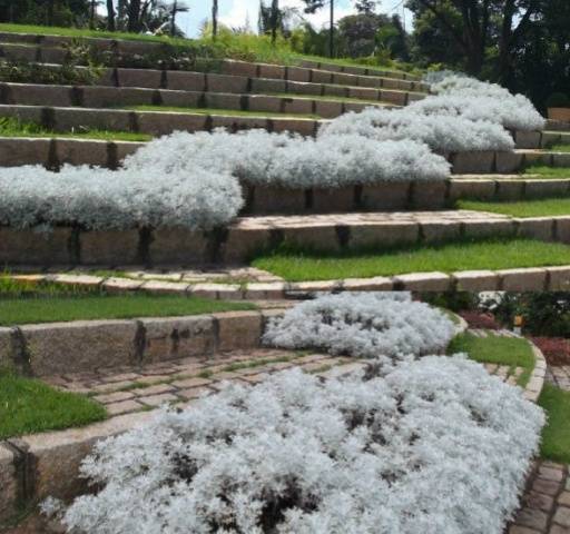 Cineraria: growing from seeds, when to plant + photo