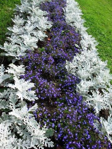 Cineraria: growing from seeds, when to plant + photo