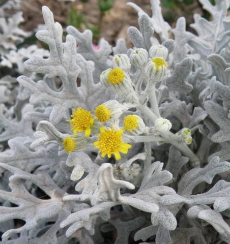 Cineraria: growing from seeds, when to plant + photo