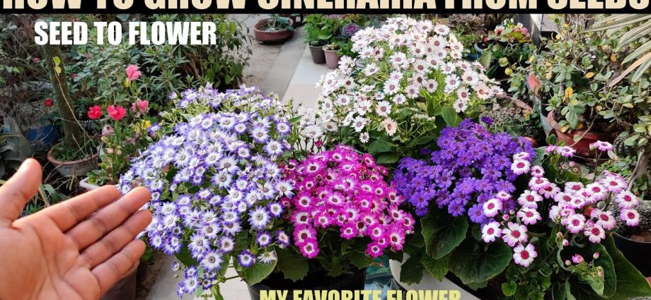 Cineraria: growing from seeds, when to plant + photo