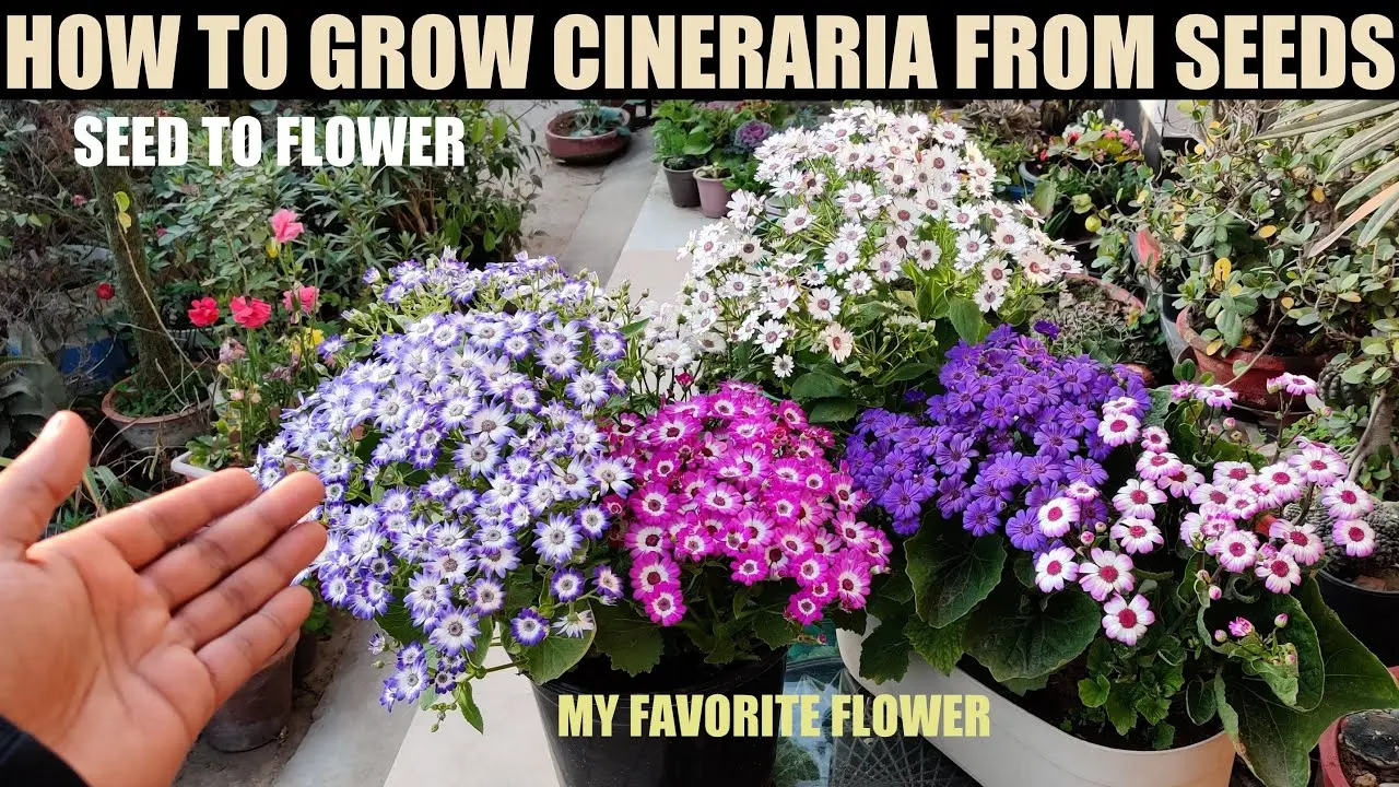 Cineraria: growing from seeds, when to plant + photo