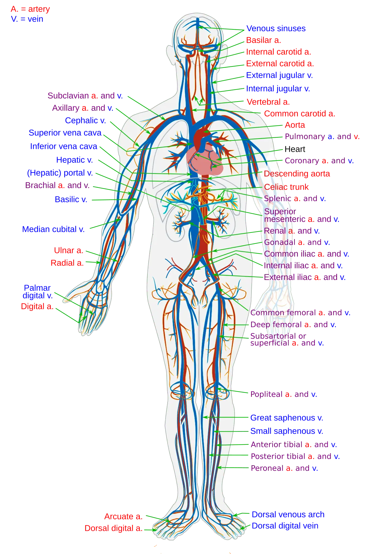 Circulatory collapse