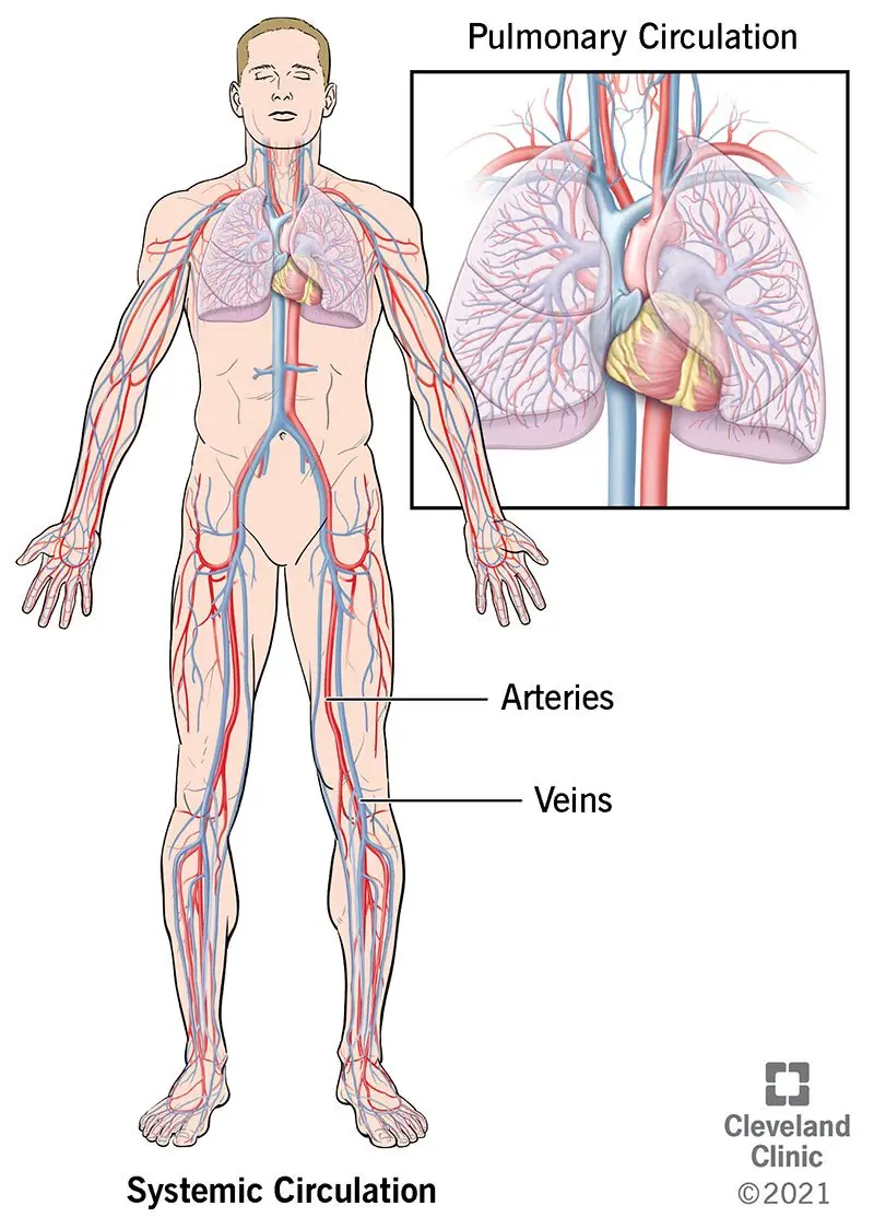 Circulatory system &#8211; structure, functions. How does the circulatory system work?