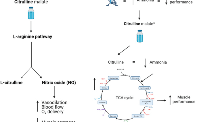 Citrulline &#8211; action, dosage. Who can use citrulline?