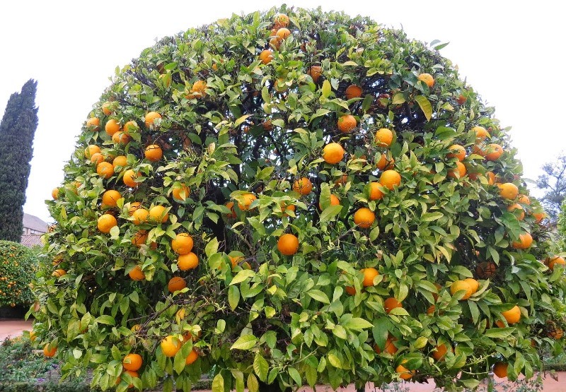 Citrus fruits: 34 common species with descriptions and photos + general ...