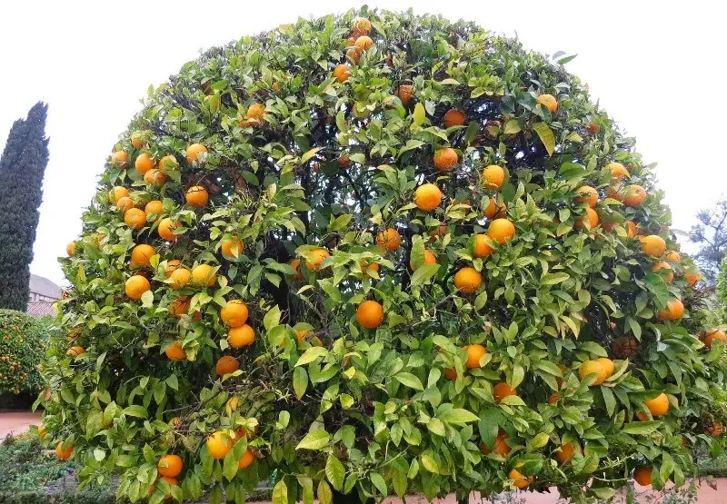 Citrus fruits: 34 common species with descriptions and photos + general characteristics, beneficial properties and harm