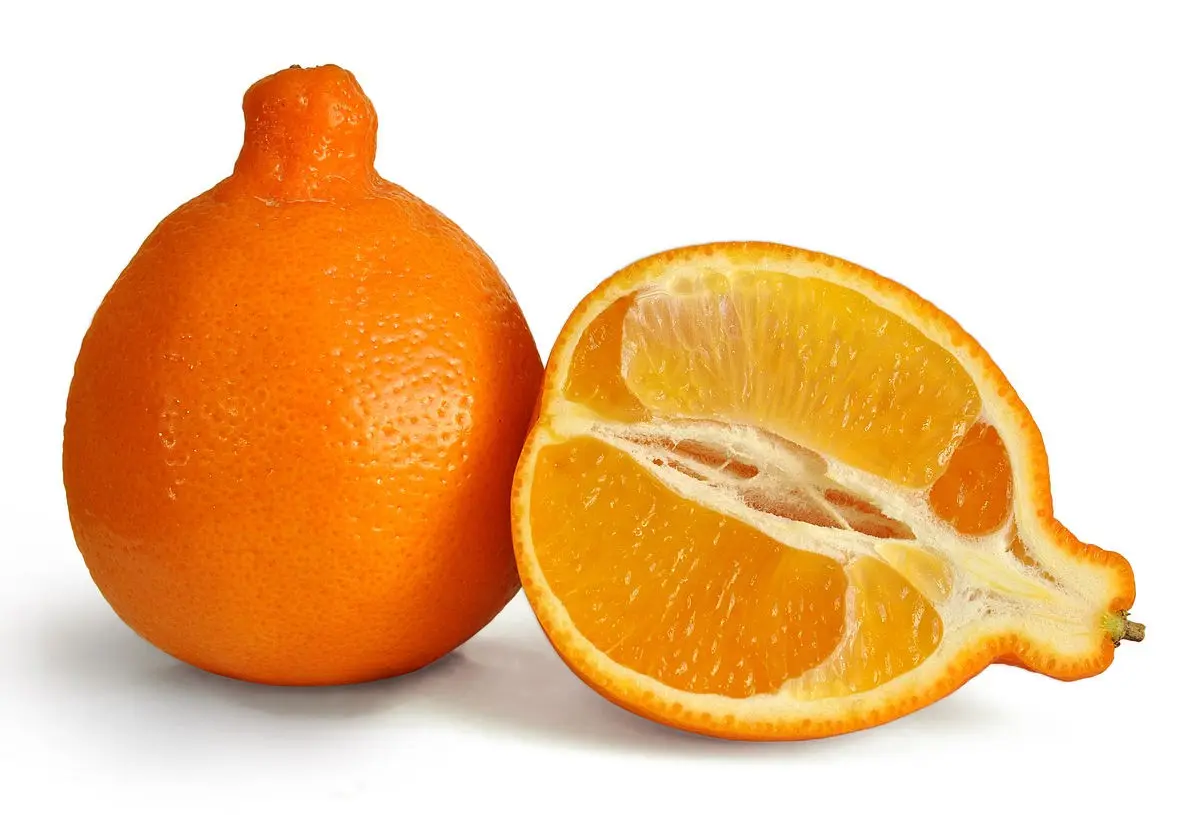 Citrus fruits: 34 common species with descriptions and photos + general characteristics, beneficial properties and harm