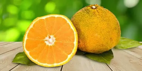 Citrus fruits: 34 common species with descriptions and photos + general characteristics, beneficial properties and harm