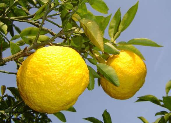 Citrus fruits: 34 common species with descriptions and photos + general characteristics, beneficial properties and harm