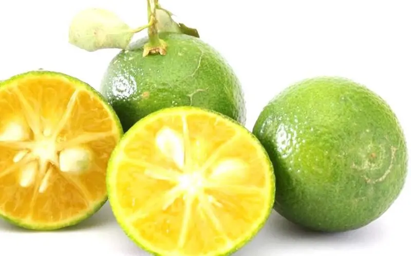 Citrus fruits: 34 common species with descriptions and photos + general characteristics, beneficial properties and harm