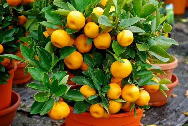 Citrus fruits: 34 common species with descriptions and photos + general characteristics, beneficial properties and harm