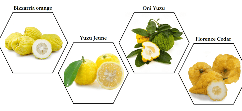 Citrus fruits: 34 common species with descriptions and photos + general characteristics, beneficial properties and harm