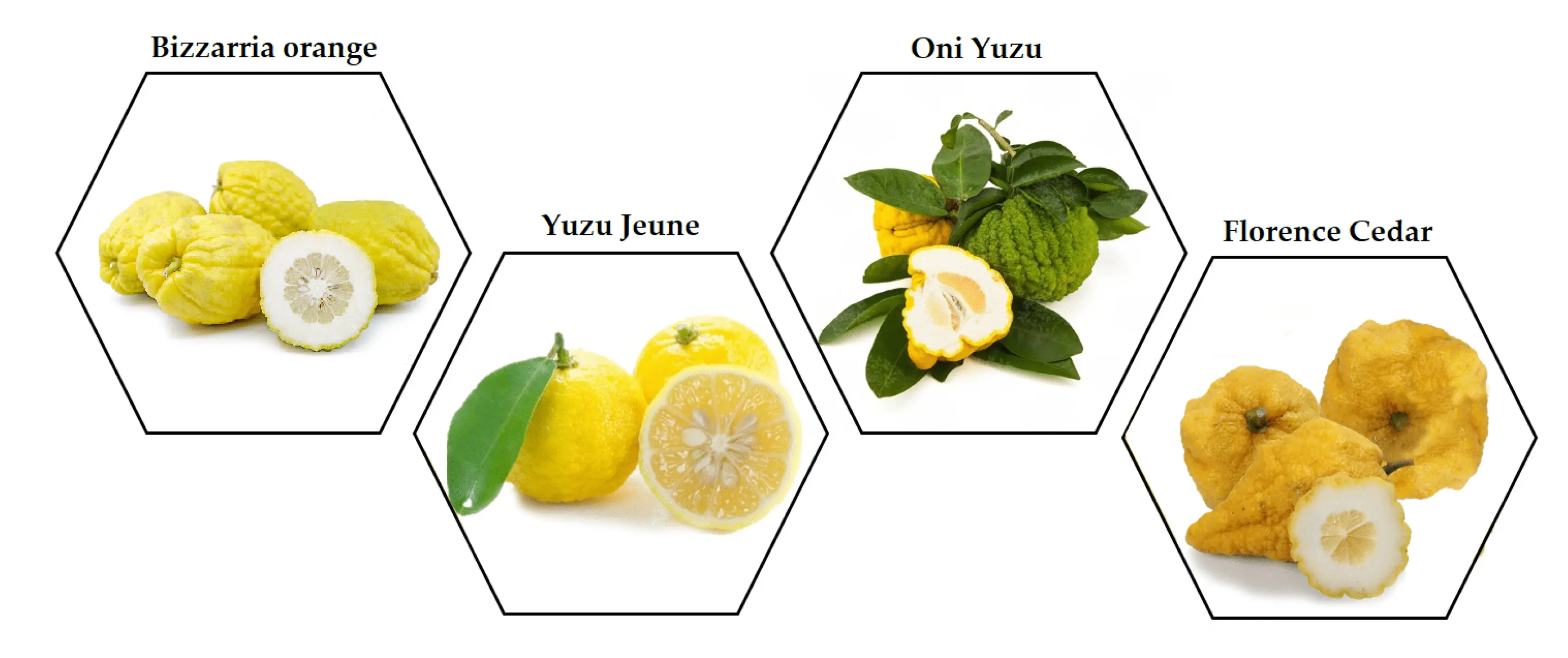 Citrus fruits: 34 common species with descriptions and photos + general characteristics, beneficial properties and harm