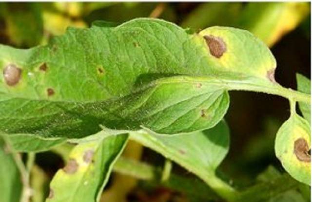 Cladosporiosis resistant tomatoes