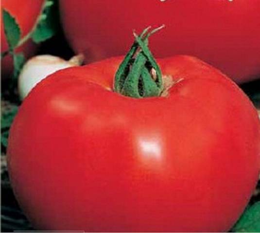 Cladosporiosis resistant tomatoes