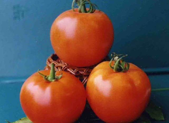 Cladosporiosis resistant tomatoes