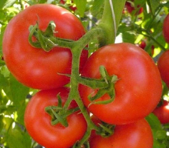 Cladosporiosis resistant tomatoes