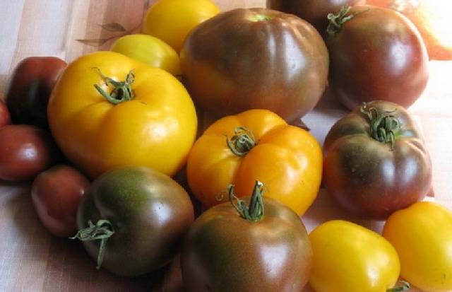 Cladosporiosis resistant tomatoes