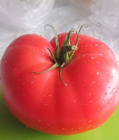 Cladosporiosis resistant tomatoes